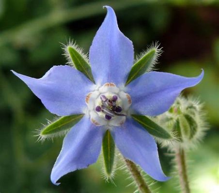  Borage Oil: Chiết xuất và ứng dụng trong công nghiệp dược phẩm hiện đại!