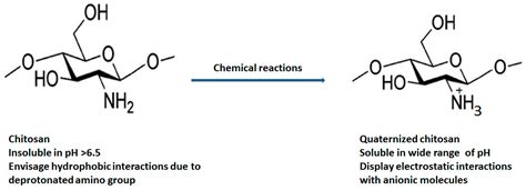  Quaternized Chitosan: Giải pháp đột phá cho ngành y sinh và công nghệ tái tạo